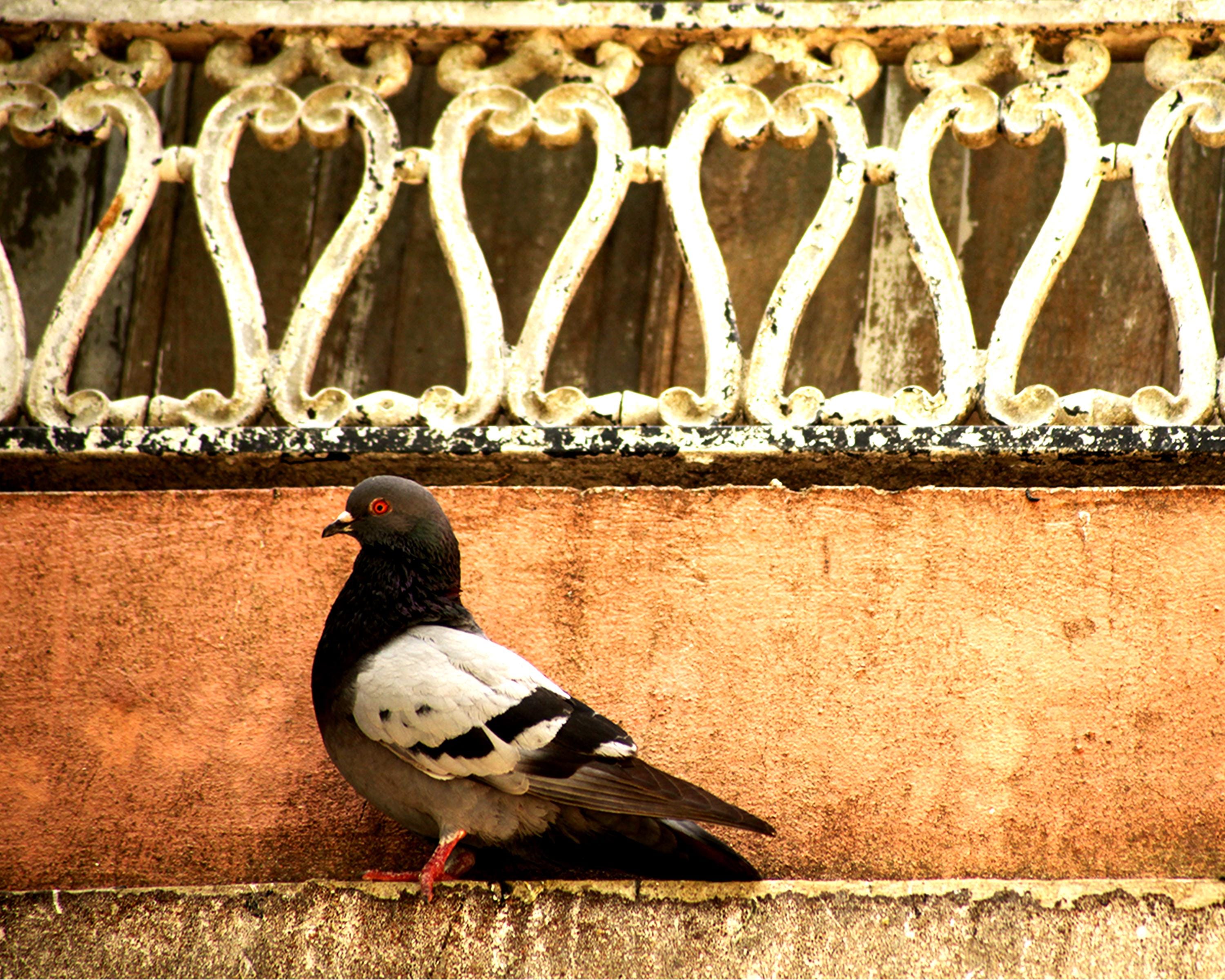 Old San Juan Pigeon Wall Art: Rustic Puerto Rico Architecture & Street Scene Print