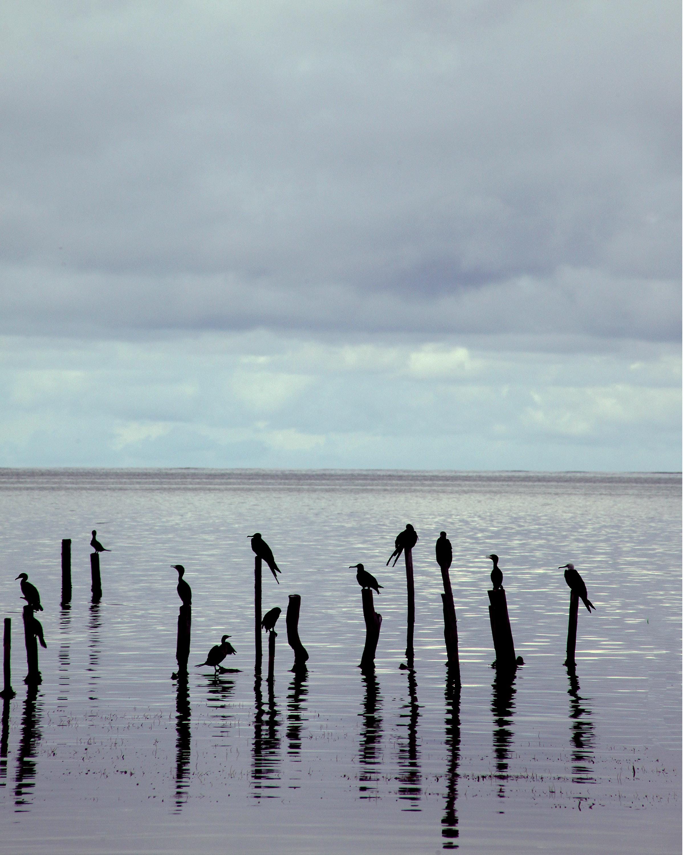 Belize Coastal Wall Art: Minimalist Birds on Pilings Ocean Photography Print