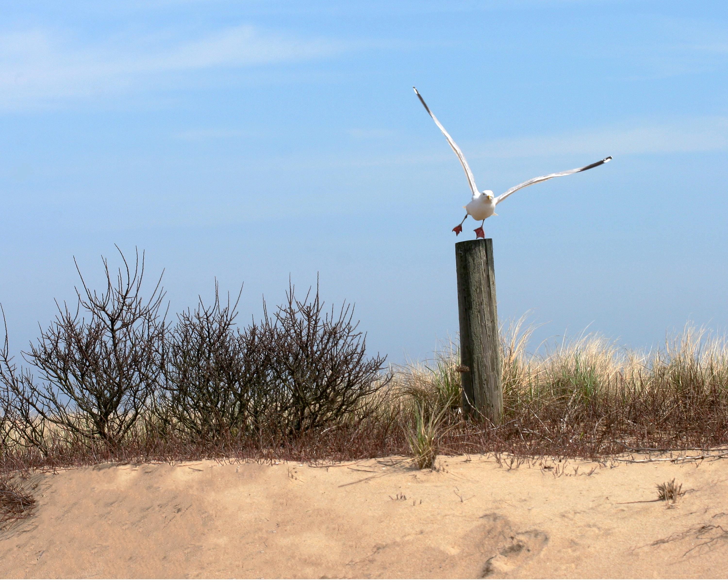 Coastal Seagull Wall Art: Serene Martha's Vineyard Beach Landscape Print