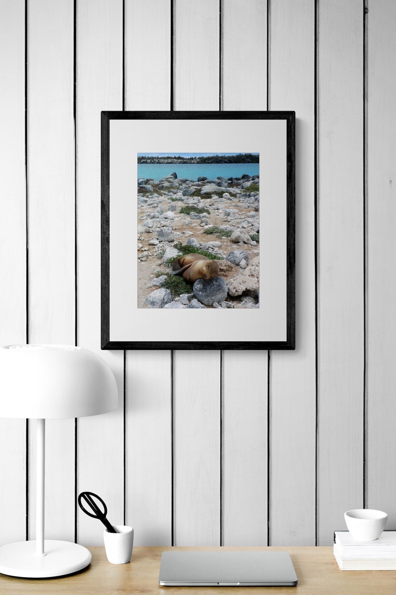 Sleeping Sea Lion Pup: Galapagos Wildlife Photography Print, UNESCO Heritage Nature Wall Art
