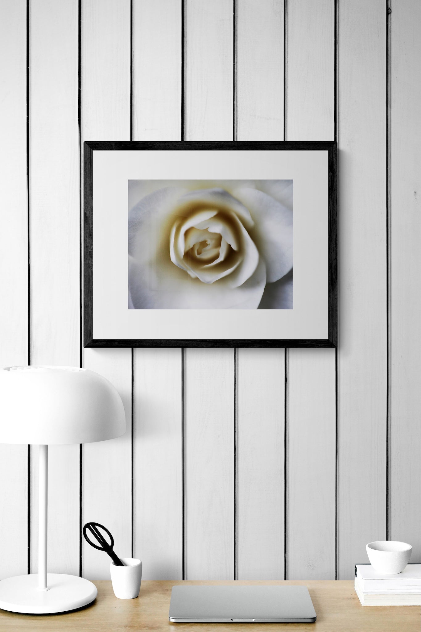 Portland White Rose Wall Art: Elegant Botanical Photography Print